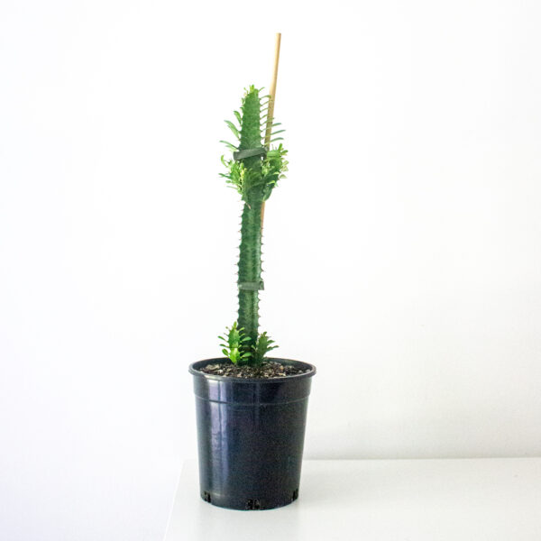 African Milk Tree  (Euphorbia Trigona)