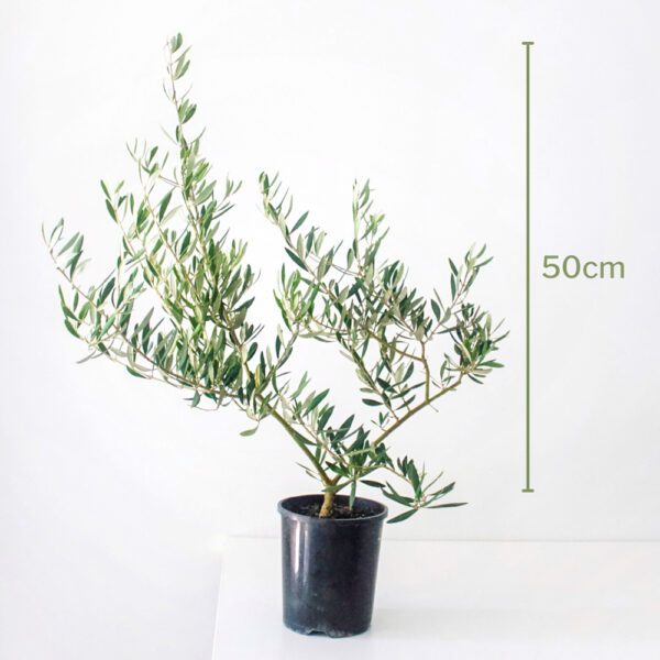 Small And Bushy Bambalina Olive Tree