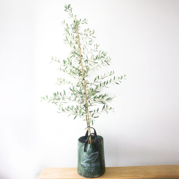 Extra Large Olive Tree